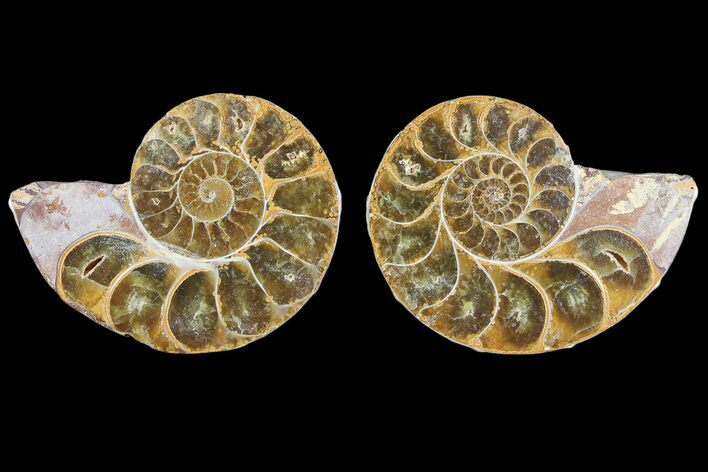 Cut & Polished, Agatized Ammonite Fossil - Jurassic #93530